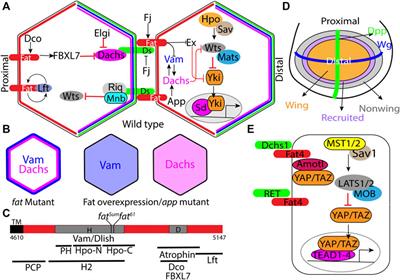 Emerging Mechanisms of Growth and Patterning Regulation by Dachsous and Fat Protocadherins